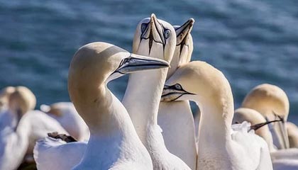 8868体育app下载-五星高中生，给中国的年轻球员提出什么建议？